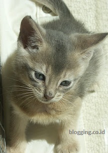 jenis kucing peliharaan