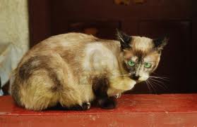 jenis kucing peliharaan