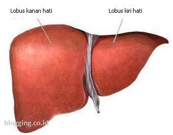 fungsi hati