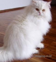 jenis kucing peliharaan