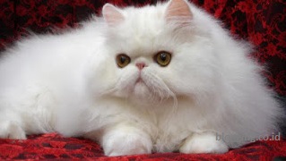 jenis kucing peliharaan