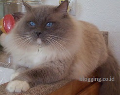 jenis kucing peliharaan