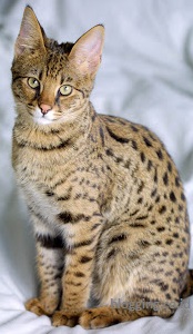 jenis kucing peliharaan