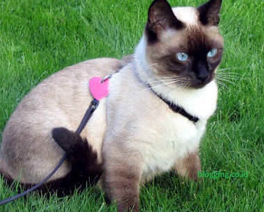 jenis kucing peliharaan