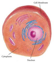 fungsi sitoplasma