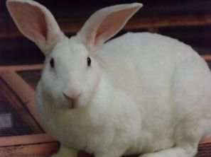 jenis kelinci