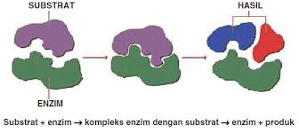 sifat enzim