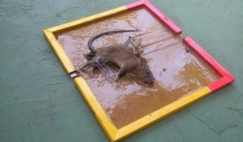 cara membasmi tikus