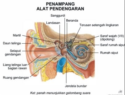 Anatomi Telinga