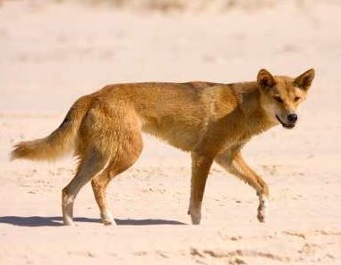 dingo