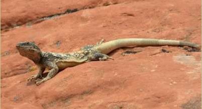 iguana gurun
